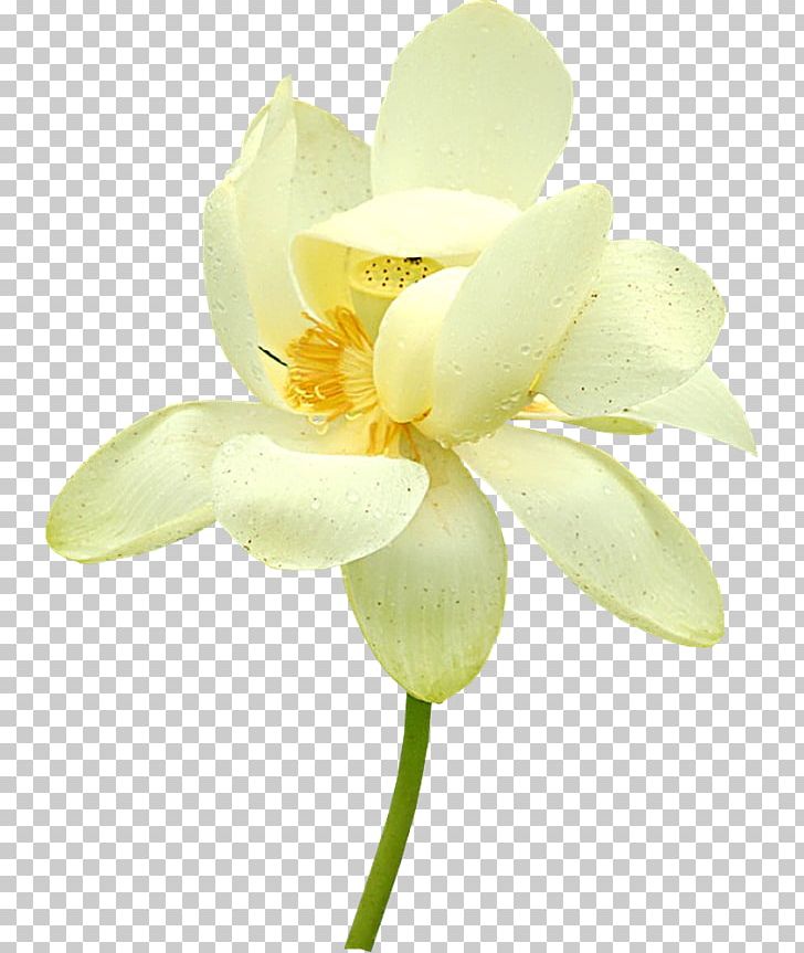 Moth Orchids Cut Flowers Plant Stem Petal PNG, Clipart, Cut Flowers, Decorative, Decorative Pattern, Flower, Flowering Plant Free PNG Download