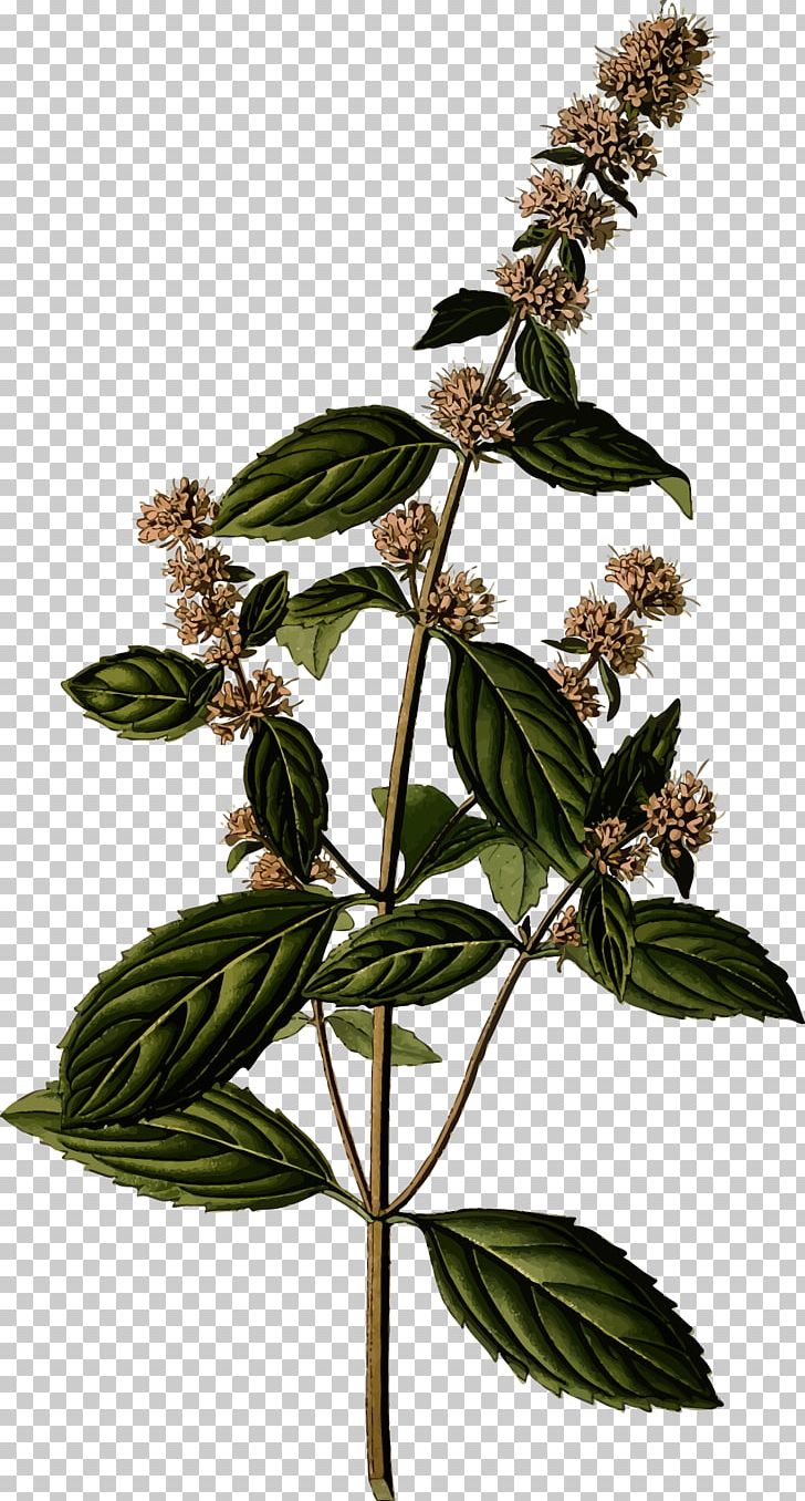 Peppermint Mentha Spicata Botany Botanical Illustration Herb PNG, Clipart, Botanical Illustration, Botany, Branch, Drawing, Essential Oil Free PNG Download
