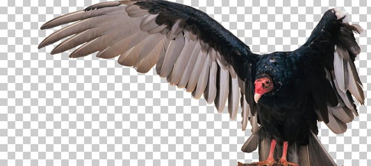 Turkey Vulture Bird Eagle PNG, Clipart, Animal, Animals, Beak, Bird, Bird Of Prey Free PNG Download