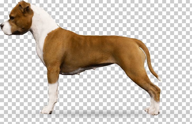 American Staffordshire Terrier American Pit Bull Terrier Dog Breed Staffordshire Bull Terrier PNG, Clipart, American Pit Bull Terrier, American Staffordshire Terrier, Animals, Breed, Breeder Free PNG Download