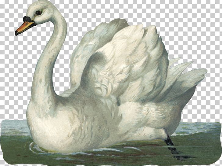 Mute Swan Duck Bird Black Swan Drawing PNG, Clipart, Animals, Art, Beak, Bird, Black Swan Free PNG Download