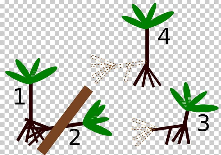 Socratea Exorrhiza Tree Arecaceae Root Grasses PNG, Clipart, Aquatic Plants, Area, Arecaceae, Artwork, Crate Free PNG Download