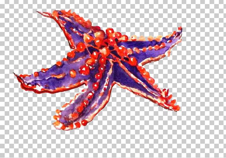 Starfish Drawing Cartoon Echinoderm PNG, Clipart, Animals, Biology, Cartoon, Creature, Download Free PNG Download