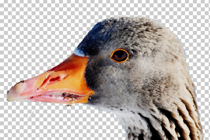 Beak Bird Water Bird Goose Ducks, Geese And Swans PNG, Clipart, Animal, Beak, Bird, Closeup, Duck Free PNG Download