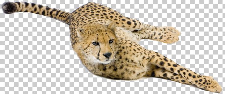 Cheetah Big Cat Terrestrial Animal Snout PNG, Clipart, Animal, Animal Figure, Animals, Big Cat, Big Cats Free PNG Download