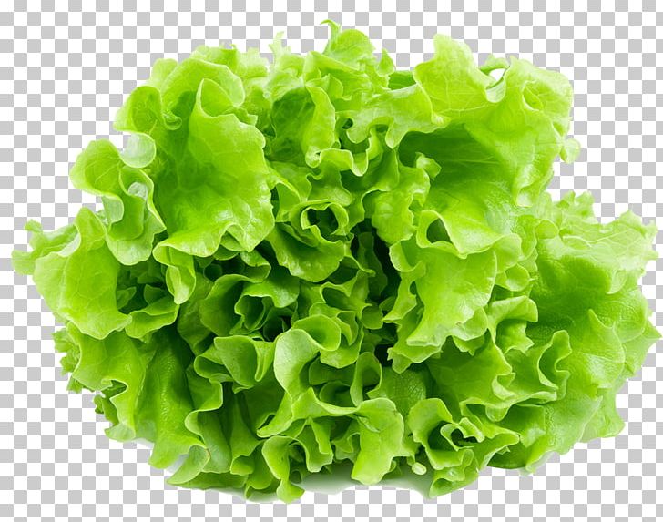 Iceberg Lettuce Leaf Vegetable Salad Romaine Lettuce Endive PNG, Clipart, Collard Greens, Endive, Eruca Sativa, Food, Fruit Free PNG Download
