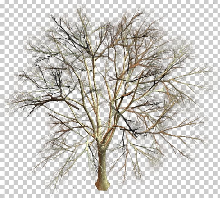 Tree Branch Twig PNG, Clipart, Branch, Clip Art, Firtree, Fir Tree, Forest Free PNG Download
