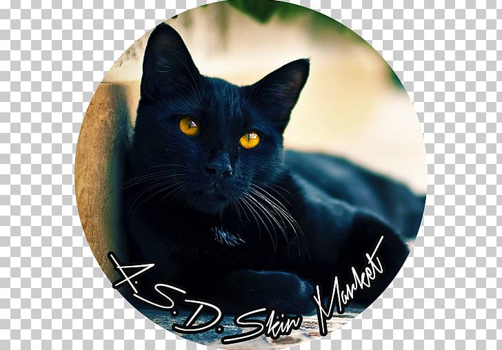 Bombay Cat Kitten Burmese Cat Black Cat Dog PNG, Clipart, 1080p, Animals, Arrum, Black, Black Cat Free PNG Download