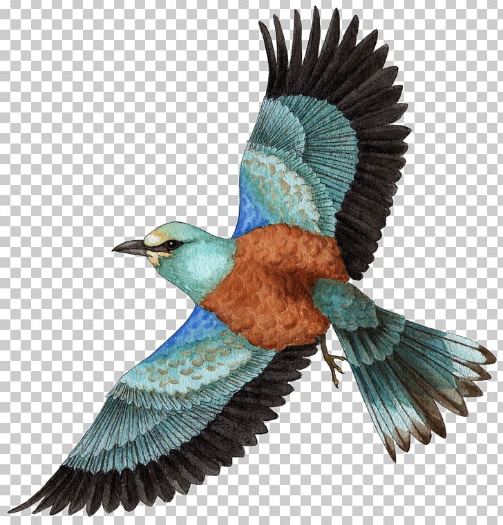 European Roller Drawing Illustration Bee-eater PNG, Clipart, Animalier, Animaux, Beak, Beeeater, Bird Free PNG Download