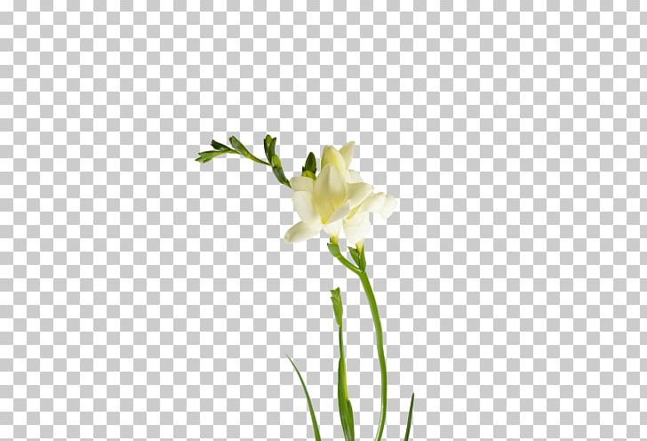 Freesia Cut Flowers Yekaterinburg Plant Stem Rose PNG, Clipart, Bud, Cut Flowers, Daylily, Family, Flower Free PNG Download