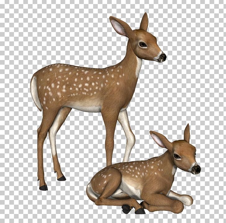 White-tailed Deer PNG, Clipart, Animals, Antelope, Deer, Download, Encapsulated Postscript Free PNG Download