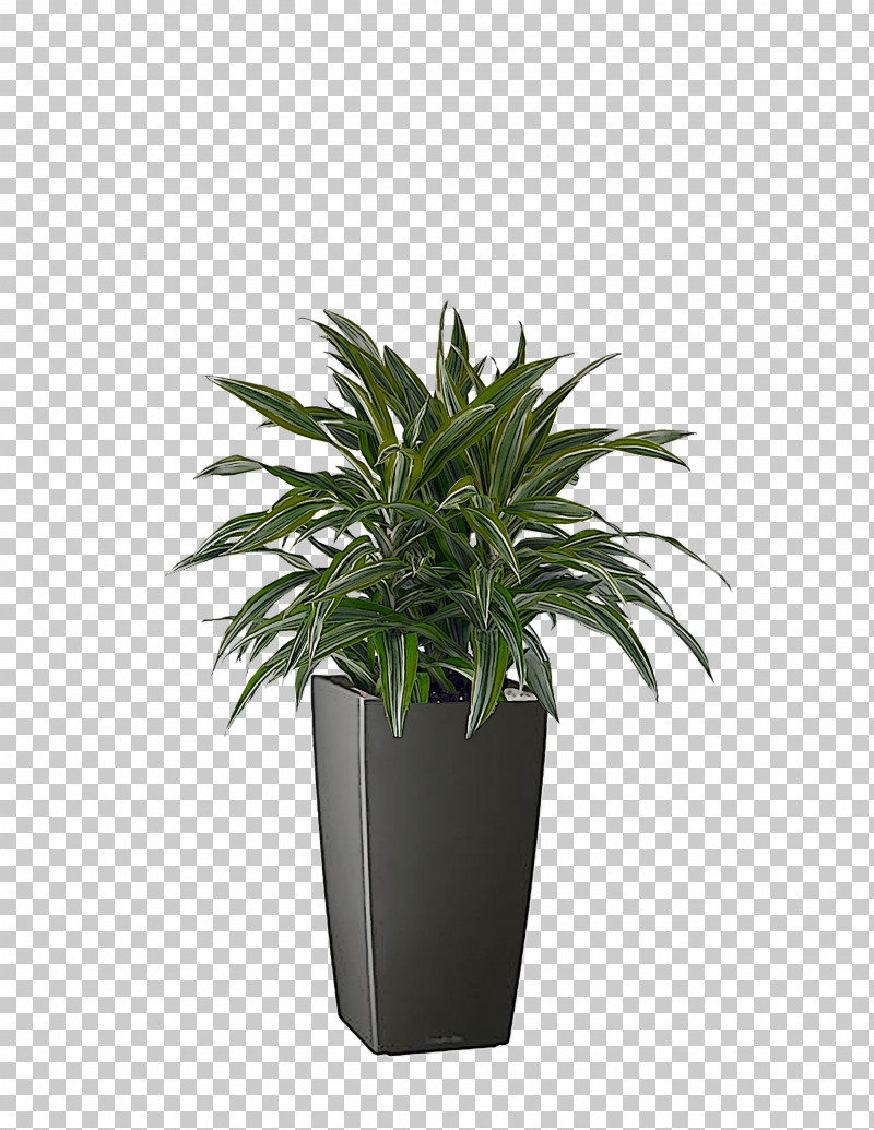 Houseplant Flowerpot Shrub Evergreen M-tree PNG, Clipart, Evergreen, Flowerpot, Houseplant, Mtree, Shrub Free PNG Download