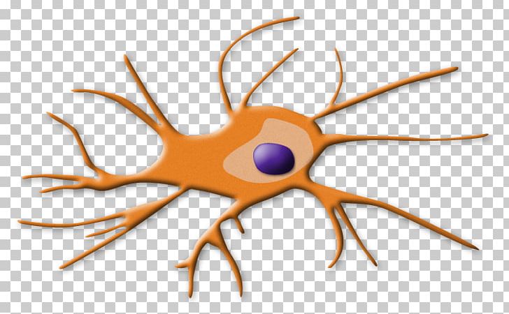 Dendritic Cell Immune System Nephrotoxicity Nephron Kidney PNG, Clipart, Antibody, Antigen, Cell, Cisplatin, Cluster Of Differentiation Free PNG Download