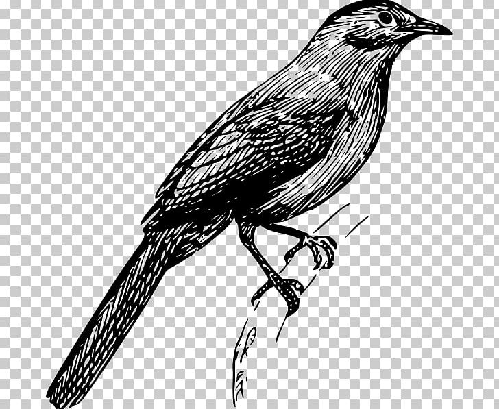 Finches Bird Drawing PNG, Clipart, American Crow, Animals, Art, Beak, Bird Free PNG Download