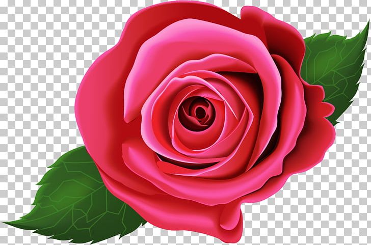 Garden Roses Cabbage Rose Floribunda China Rose PNG, Clipart, Beach Rose, Cabbage Rose, China Rose, Clip Art, Closeup Free PNG Download