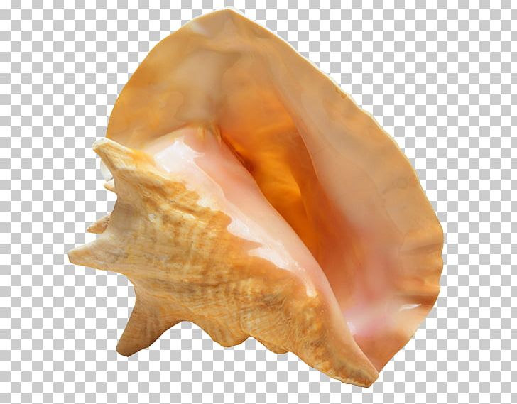 Noclegi W Kou0142obrzegu PNG, Clipart, Clams Oysters Mussels And Scallops, Conch, Conchology, Conch Shell, Description Free PNG Download
