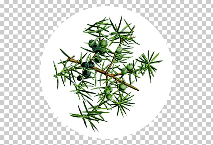 Common Juniper Provence Juniper Networks Florame Essential Oil PNG, Clipart, Branch, Branching, Common Juniper, Essential Oil, Florame Free PNG Download