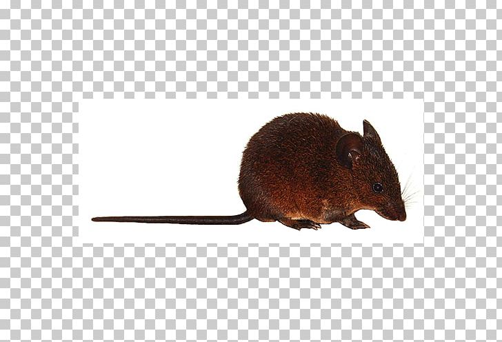 Mouse Muskrat Gerbil Terrestrial Animal PNG, Clipart, Animal, Animals, Credit, Ethiopian, Fauna Free PNG Download