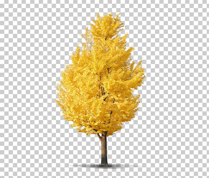 Autumn Tree PNG, Clipart, 3d Computer Graphics, Adobe Illustrator, Autumn Leaves, Autumn Scenery, Christmas Tree Free PNG Download