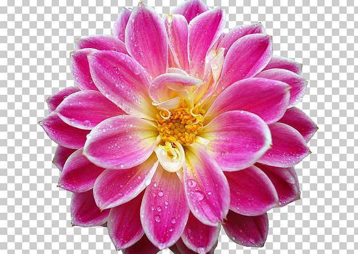Desktop High-definition Television Flower 1080p PNG, Clipart, 4k Resolution, 1080p, Annual Plant, Blossom, Chrysanths Free PNG Download