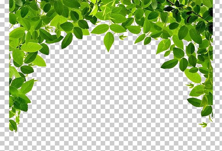 Leaf Fruit Tree Stock.xchng Stock Photography PNG, Clipart, Arecaceae, Banana Leaf, Border, Border Frame, Branch Free PNG Download