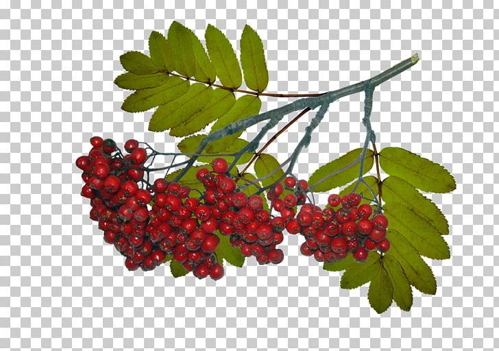 Sorbus Aucuparia Tree Leaf Berry Abscission PNG, Clipart, Abscission, Autumn, Bark, Berry, Boysenberry Free PNG Download