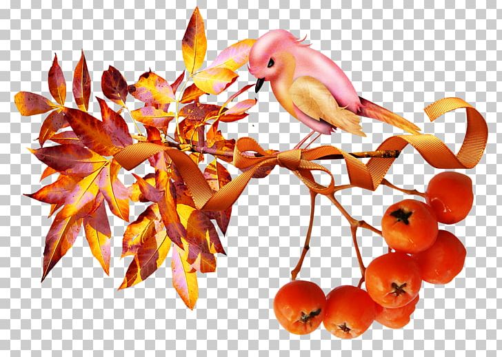 Autumn Auglis Изба-читальня Berry Acorn PNG, Clipart, Acorn, Auglis, Author, Autumn, Berry Free PNG Download