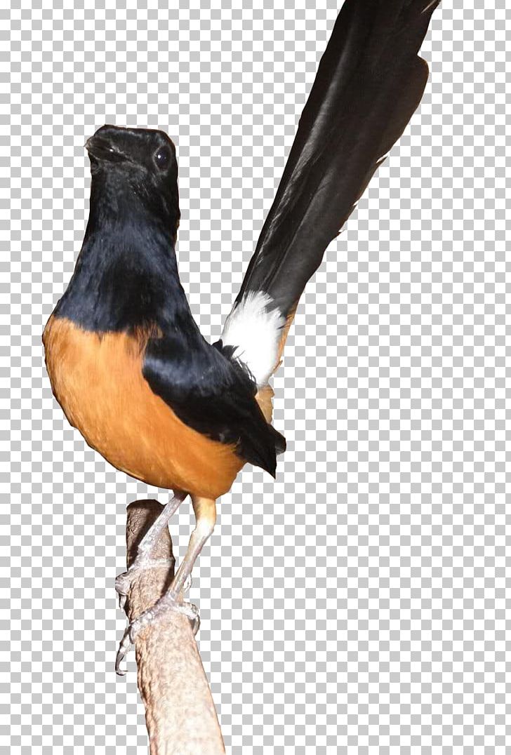 Bird Atlantic Canary Magpie-robin Racing Homer PNG, Clipart, Animals, Atlantic Canary, Beak, Bird, Clip Art Free PNG Download