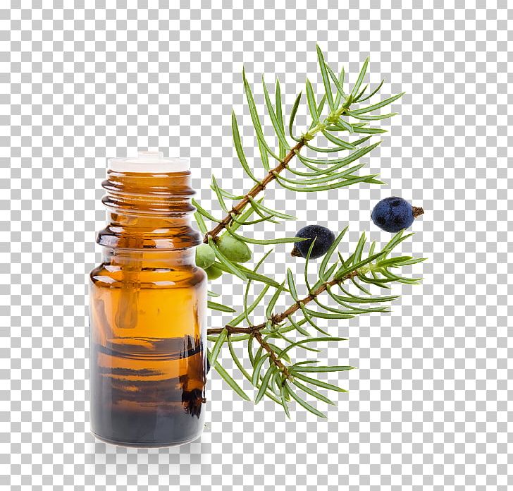 English Lavender Juniperus Oxycedrus Essential Oil Lavender Oil PNG, Clipart, Aroma Compound, Aromatherapy, Cade Yeager, Carrier Oil, Common Juniper Free PNG Download