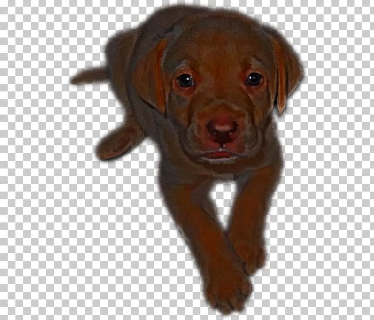 Labrador Retriever Puppy Dog Breed Companion Dog Dog Collar PNG, Clipart, Breed, Brown Dog, Carnivoran, Collar, Companion Dog Free PNG Download
