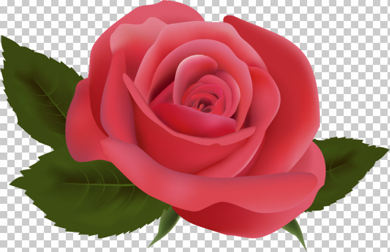 One Flower One Rose Valentines Day PNG, Clipart, Annual Plant, Camellia, China Rose, Closeup, Cut Flowers Free PNG Download
