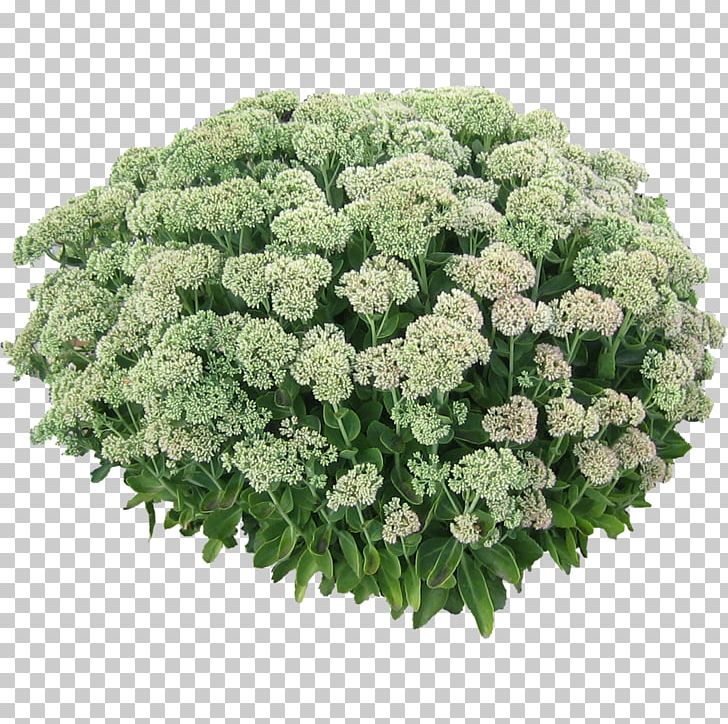 Shrub Plant Flower Tree PNG, Clipart, Annual Plant, Candytuft, Desktop Wallpaper, Dracaena, Evergreen Candytuft Free PNG Download