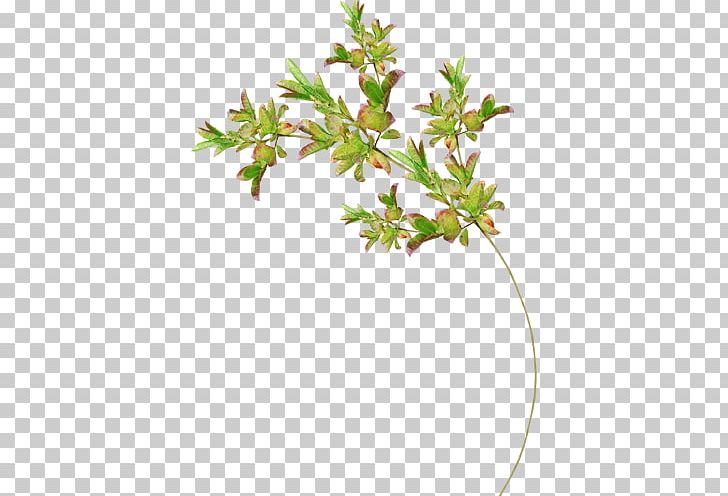 Twig Leaf Plant Stem Tree Cheeses PNG, Clipart, Aquifoliaceae, Aquifoliales, Branch, Cheeses, Common Holly Free PNG Download