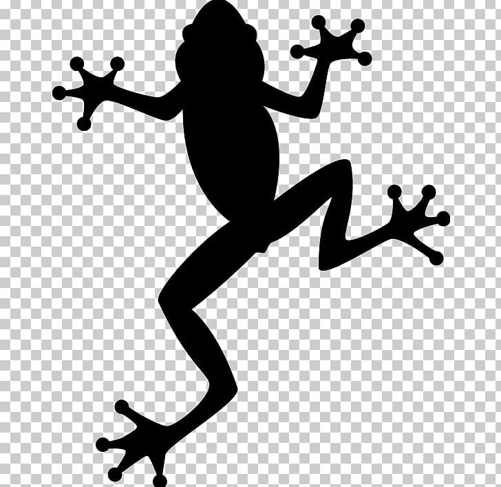 Australian Green Tree Frog PNG, Clipart, American Green Tree Frog, Amphibian, Animals, Artwork, Black And White Free PNG Download