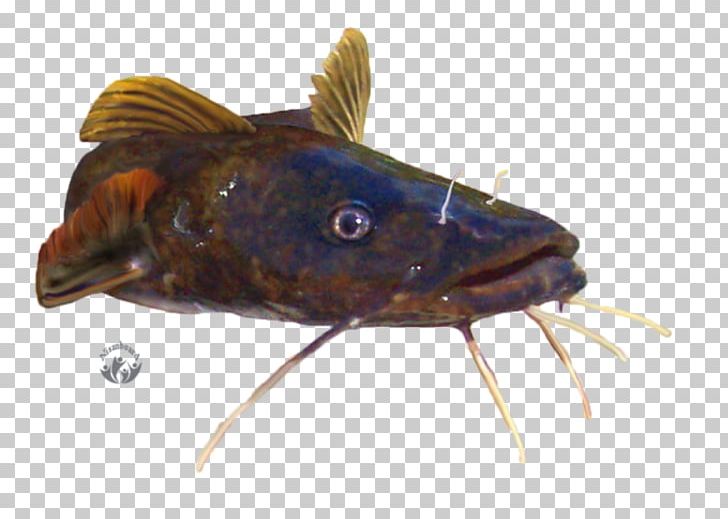 Catfish Actinopterygii PNG, Clipart, Actinopterygii, Animal Source Foods, Big Band, Bony Fish, Brown Free PNG Download