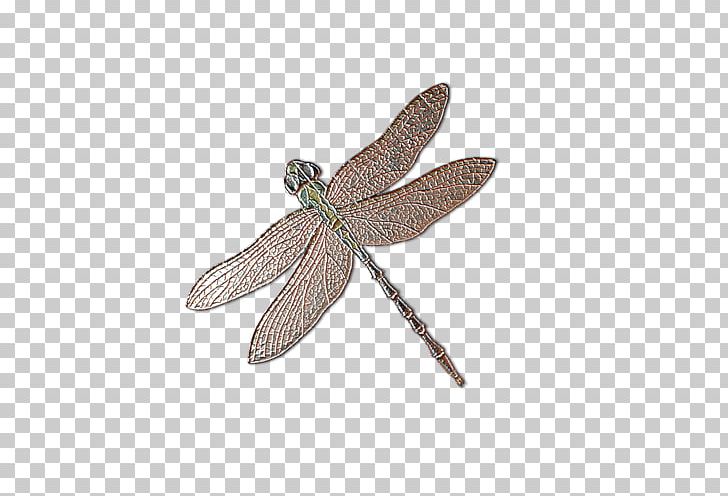 Dragonfly Insect Butterfly PNG, Clipart, Arthropod, Biological Specimen, Butterflies And Moths, Butterfly, Chart Free PNG Download