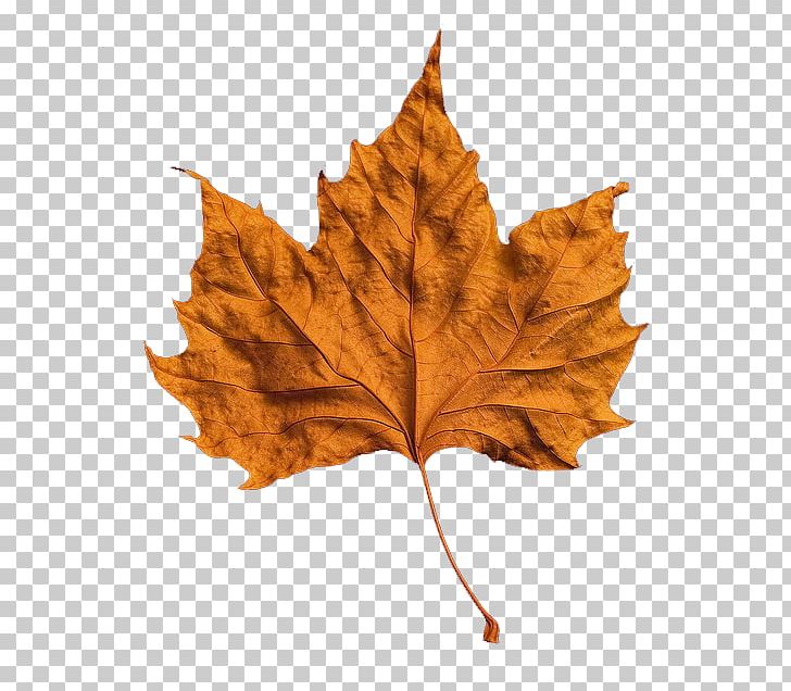 Autumn Leaf Color PNG, Clipart, Autumn, Autumn Leaf Color, Desktop Wallpaper, Download, Leaf Free PNG Download