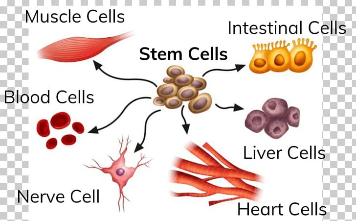 Adult Stem Cell Stem-cell Therapy Induced Pluripotent Stem Cell PNG, Clipart, Adult Stem Cell, Cell, Cell Therapy, Ear, Embryonic Stem Cell Free PNG Download