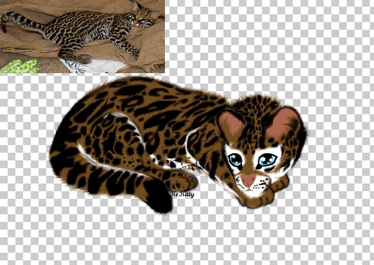 California Spangled Bengal Cat Whiskers Ocelot Wildcat PNG, Clipart, Animal, Animals, Aren, Art Drawing, Bengal Free PNG Download