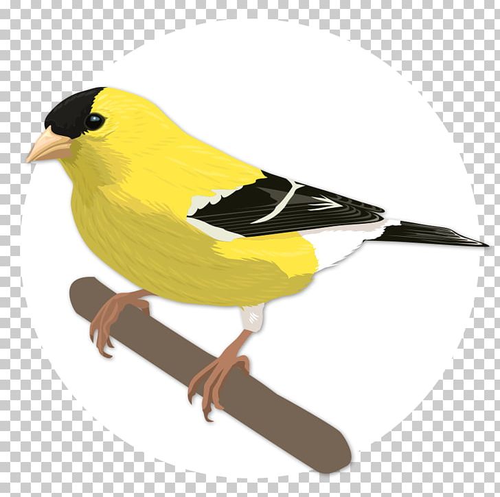 Eurasian Golden Oriole Finches Indian Golden Oriole American Sparrows Beak PNG, Clipart, American Sparrows, Beak, Bird, Bird Singing, Emberizidae Free PNG Download