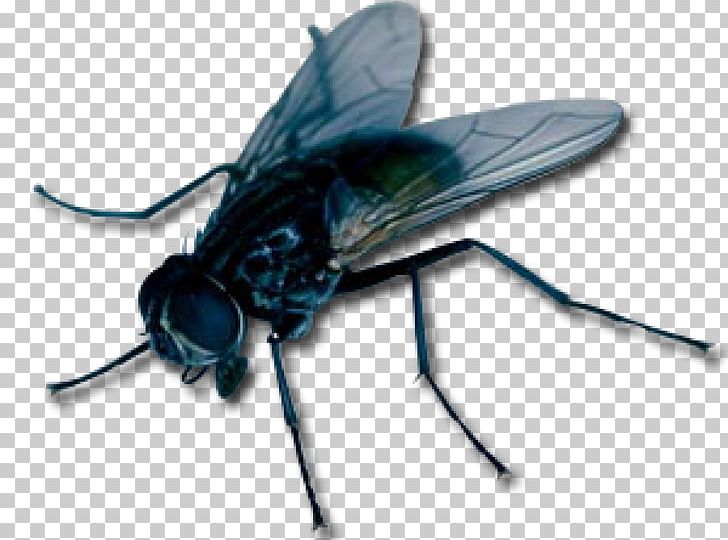 Insect Fly PNG, Clipart, Animals, Arthropod, Avatan, Avatan Plus, Computer Icons Free PNG Download
