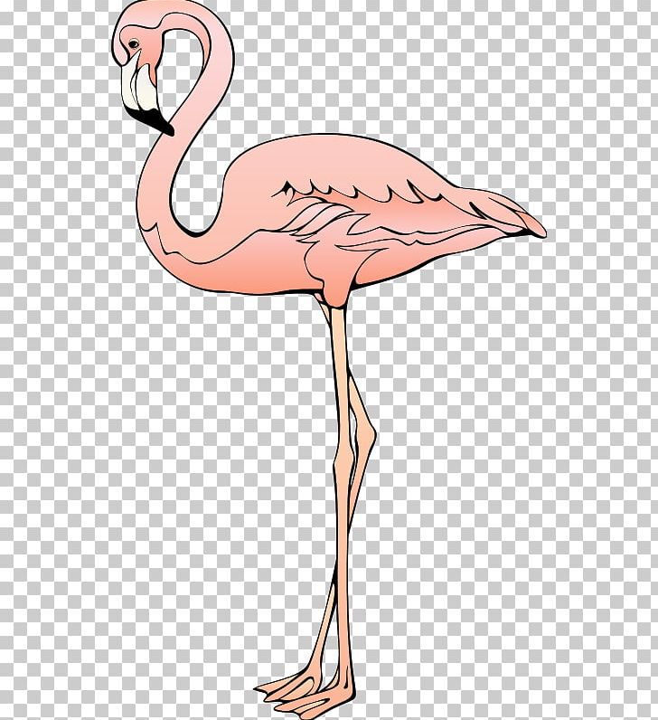 Plastic Flamingo Blog PNG, Clipart, Animal, Animals, Area, Basketball Ostrich, Beak Free PNG Download