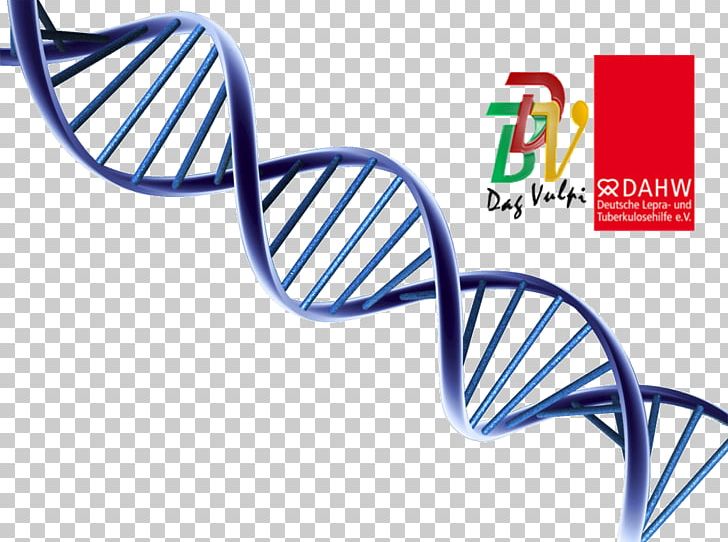 Molecular Models Of DNA Nucleic Acid Double Helix DNA Replication PNG, Clipart, Angle, Area, Art, Base Pair, Biology Free PNG Download