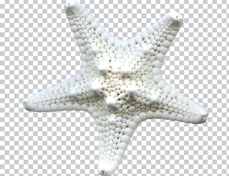 Starfish Icon PNG, Clipart, Animal, Animals, Beautiful Starfish, Black, Cartoon Starfish Free PNG Download