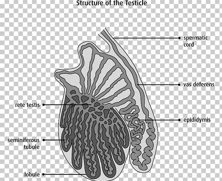 Testicle Anatomy Scrotum Testicular Cancer Epididymis PNG, Clipart, Anatomy, Angle, Black And White, Bone, Butterfly Free PNG Download
