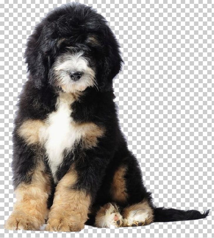 Bernese Mountain Dog Poodle Bernedoodle Puppy Goldendoodle PNG, Clipart, Animals, Bearded Collie, Bernedoodle, Bernese Mountain Dog, Carnivoran Free PNG Download