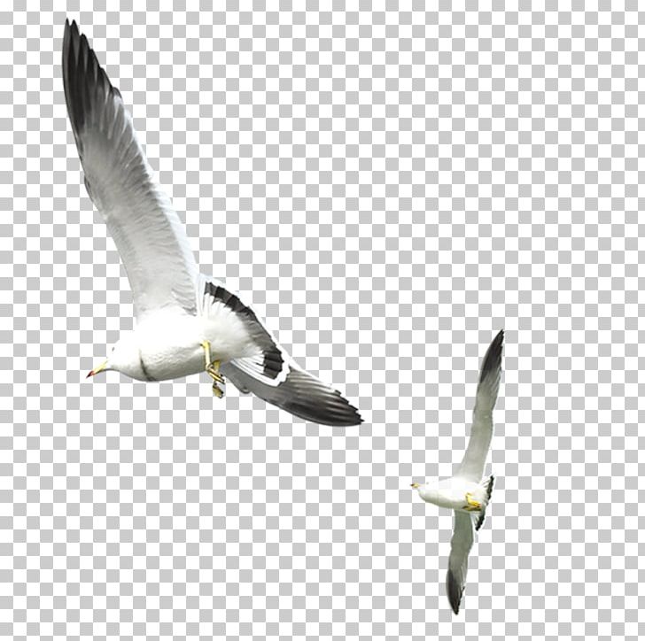 Gulls Bird PNG, Clipart, Animals, Beak, Birds, Button, Charadriiformes Free PNG Download