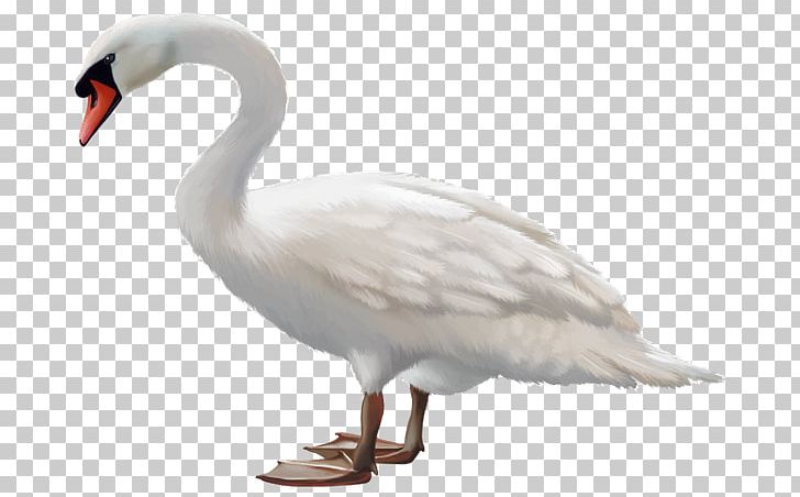 Mute Swan Bird Black Swan Goose Stock Photography PNG, Clipart, Animals, Beak, Bird, Black Swan, Can Stock Photo Free PNG Download