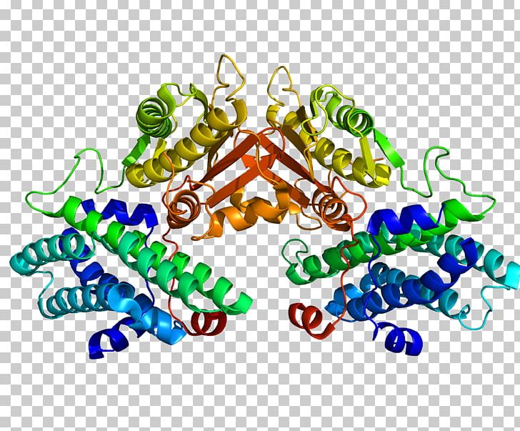 PDK4 Pyruvate Dehydrogenase Kinase Pyruvate Dehydrogenase Complex Isozyme PNG, Clipart, Enzyme, Gene, Glycolysis, Isozyme, Line Free PNG Download