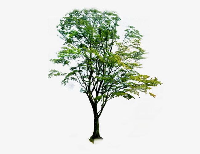 Neem Tree Plant PNG, Clipart, Arbor, Elements, Green, Landscape, Landscape Elements Free PNG Download